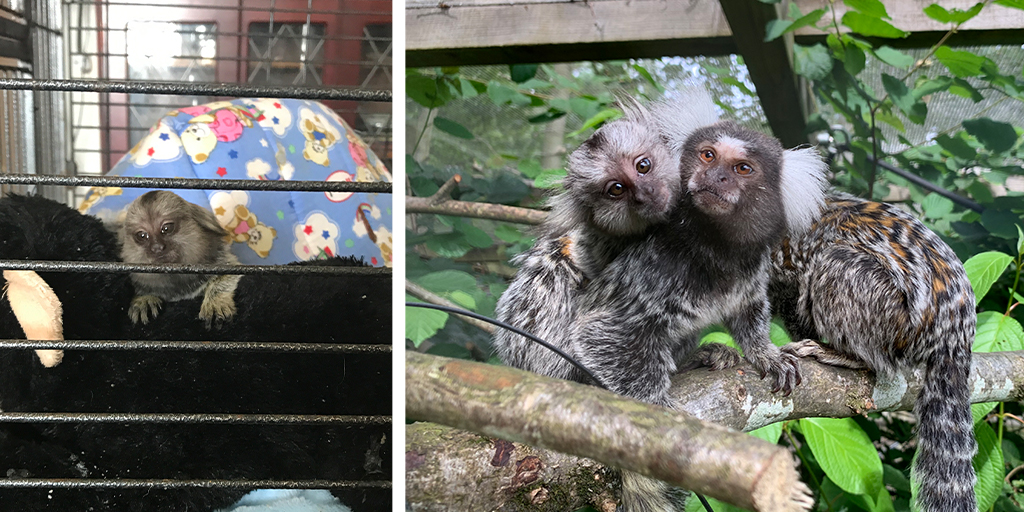 Baby Marmoset rescued by RSPCA
